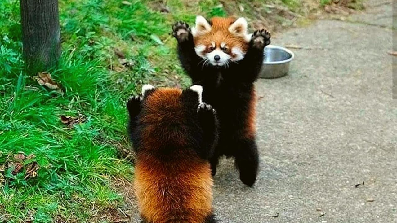 Featured image of post Adorable Red Panda Pics