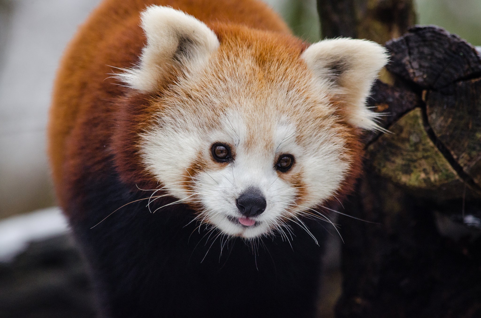 picture Adorable Red Panda Pics