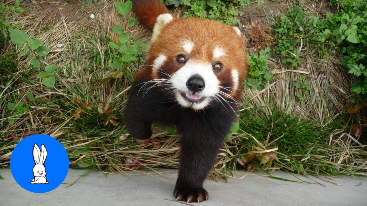 pic Adorable Red Panda Pics