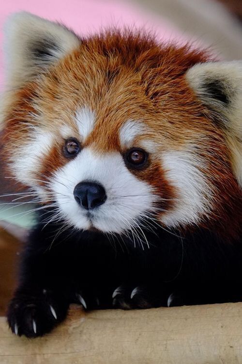 wallpapers Adorable Red Panda Pics