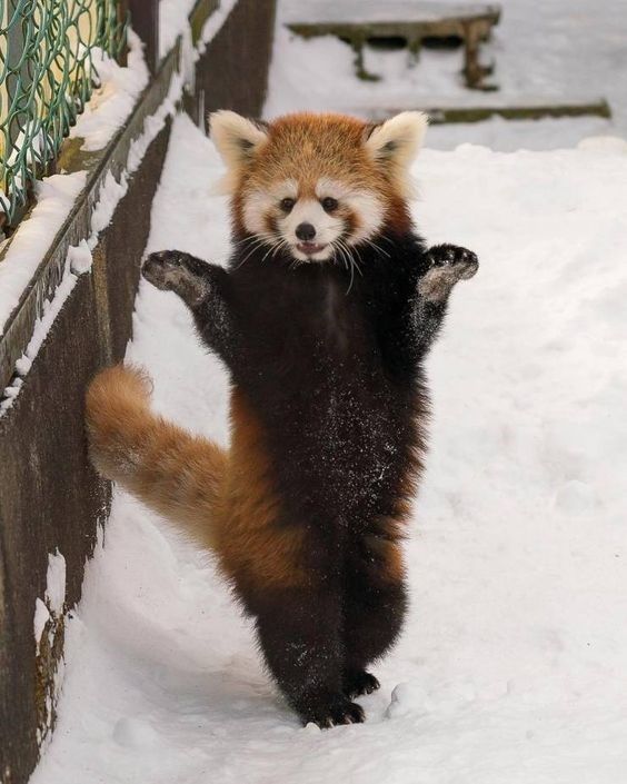 images Adorable Red Panda Pics