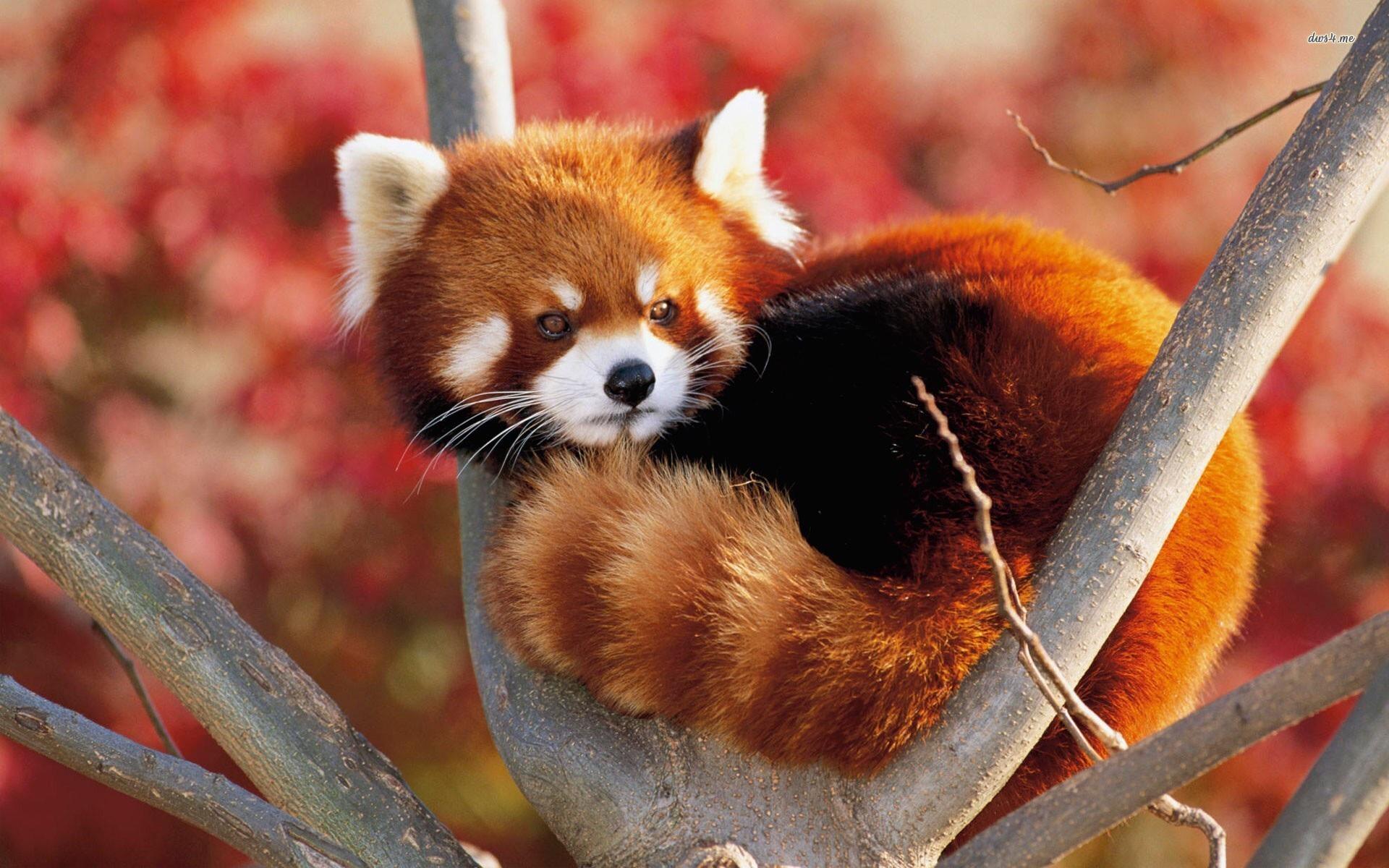 picture Adorable Red Panda Pics