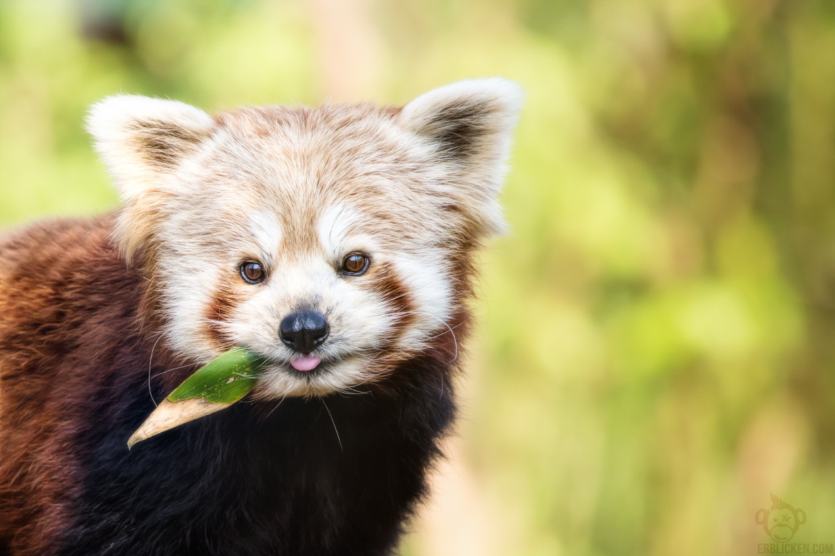 pix Adorable Red Panda Pics