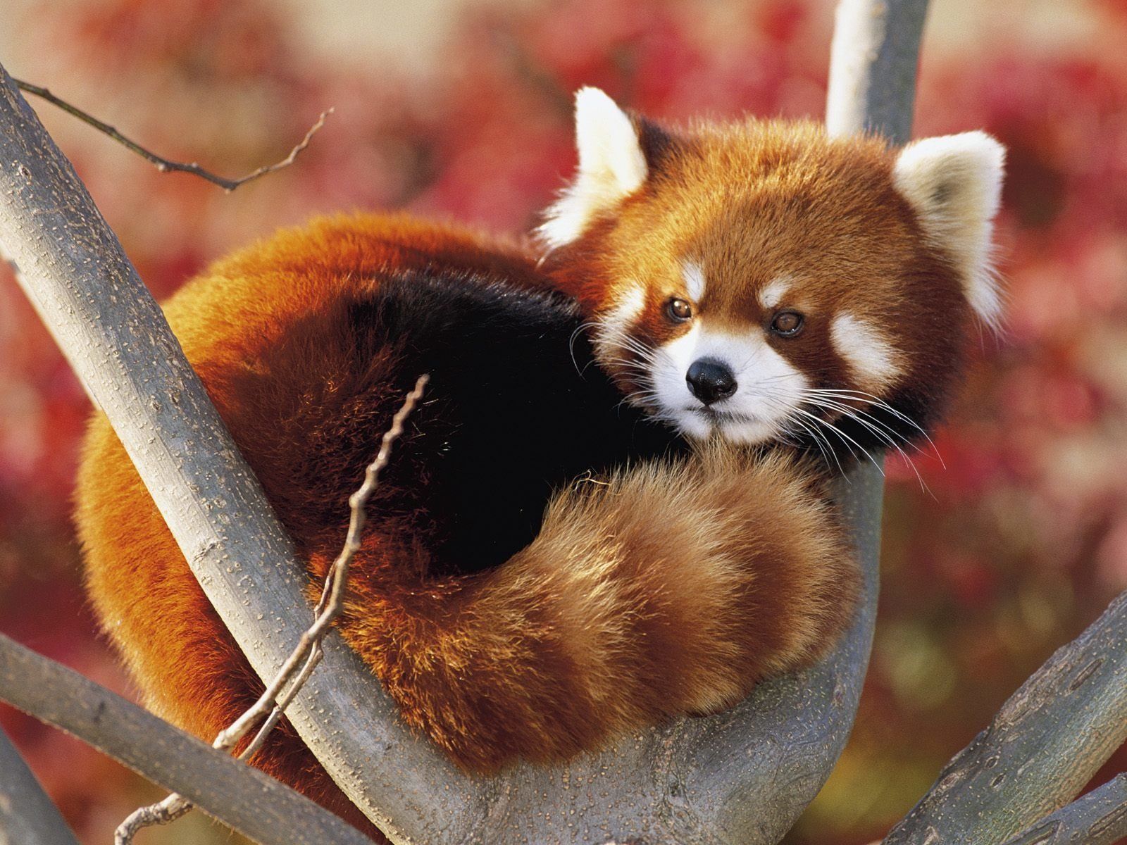 picture Cool Red Panda Pics