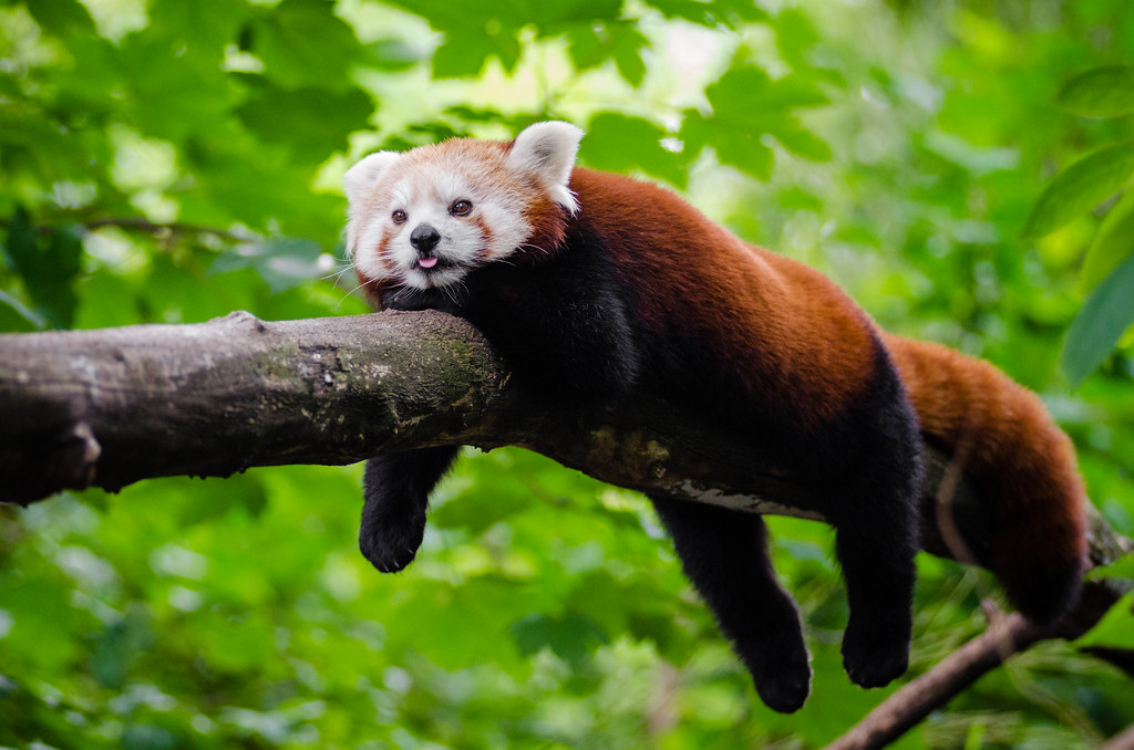 photo Cool Red Panda Pics