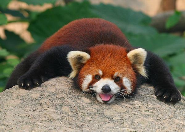 wallpapers Cool Red Panda Pics