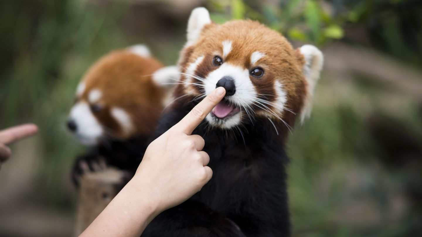 wallpapers Cutest Red Panda Pics