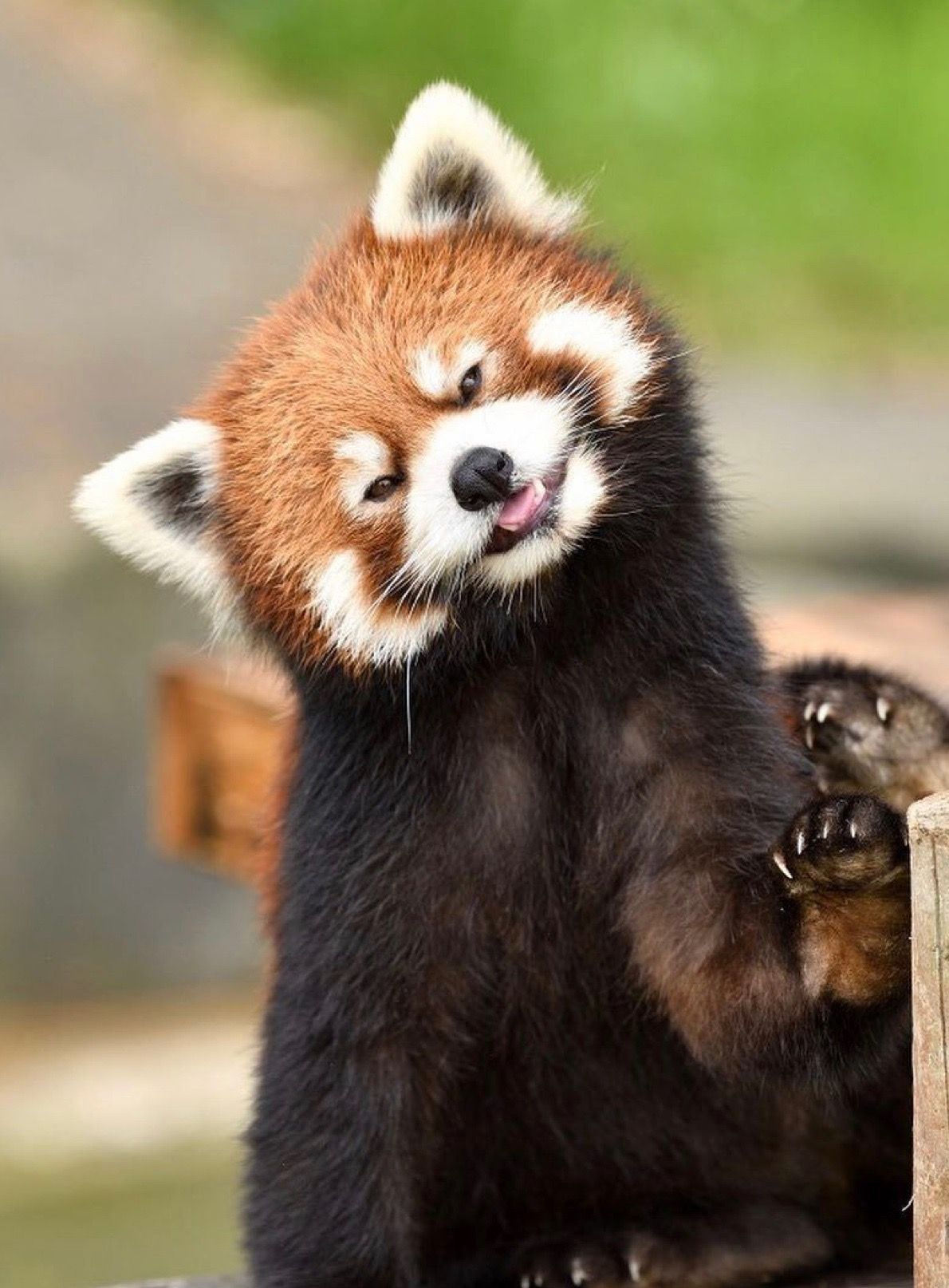 pics Cutest Red Panda Pics