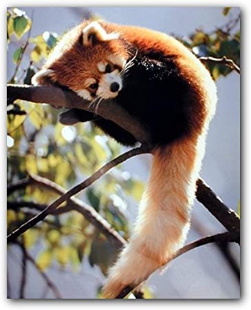 wallpapers Red Panda Pics Cute