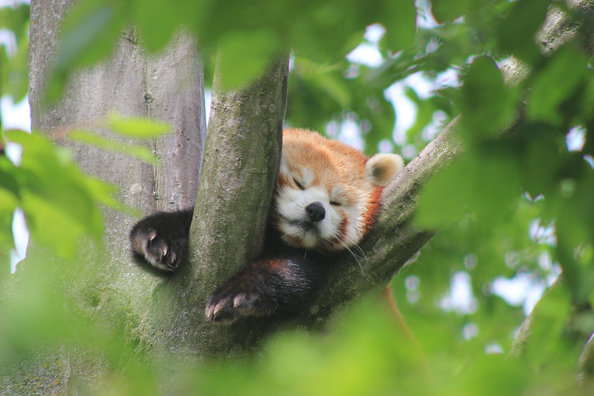 pics Red Panda Pics Cute