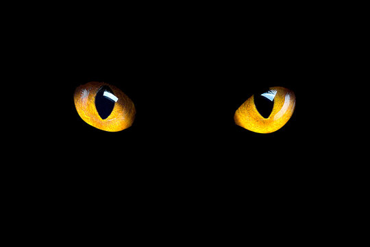 images Transparent Scary Eyes In The Dark