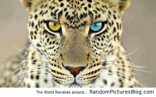 Featured image of post What Color Is A Leopard&#039;s Eyes