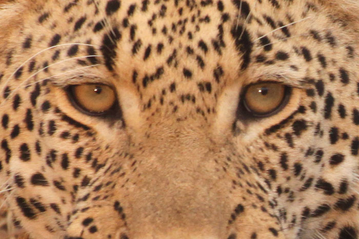 pic What Color Is A Leopard's Eyes