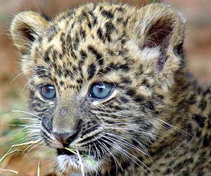 pix What Color Is A Leopard's Eyes