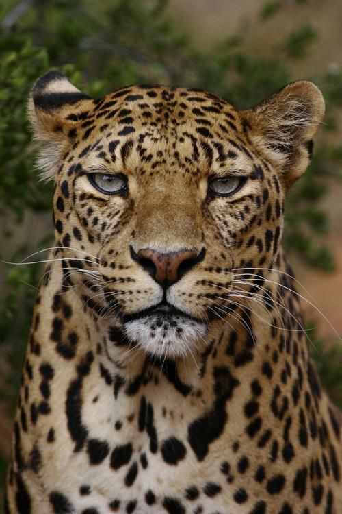 pics What Color Is A Leopard's Eyes