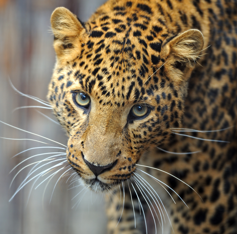 pix What Color Is A Leopard's Eyes