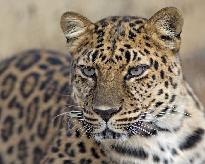 images What Color Is A Leopard's Eyes