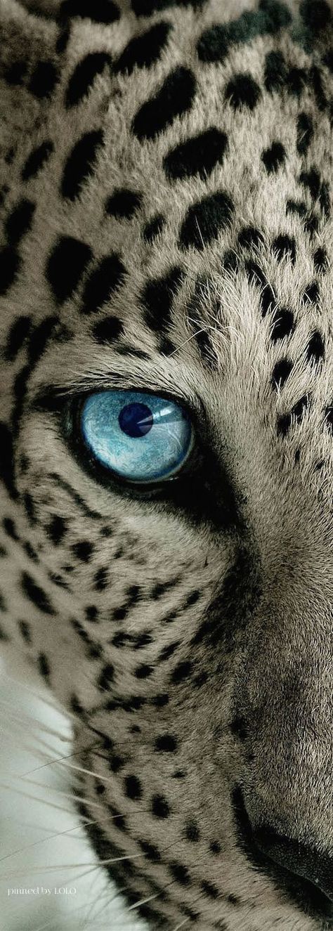 wallpapers What Color Is A Leopard's Eyes