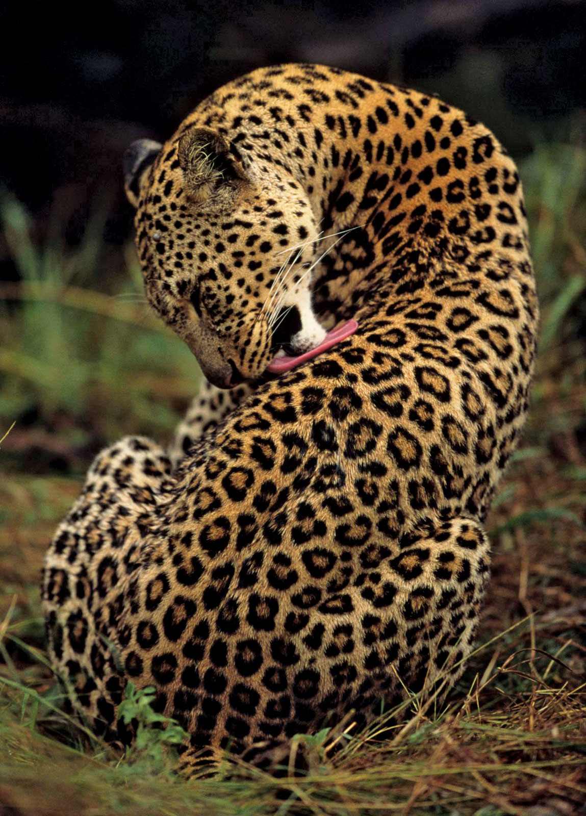 Featured image of post What Color Is A Leopard Animal