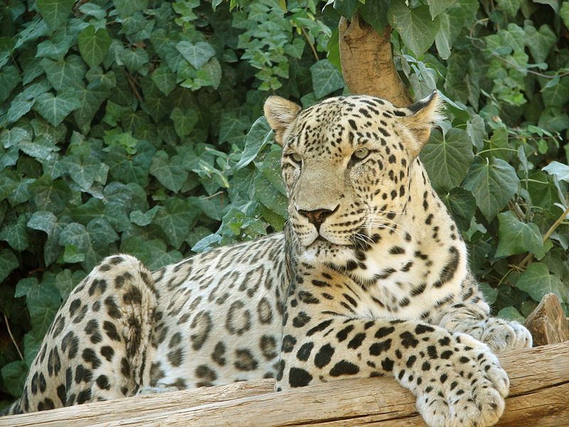 photo What Color Is A Leopard Animal