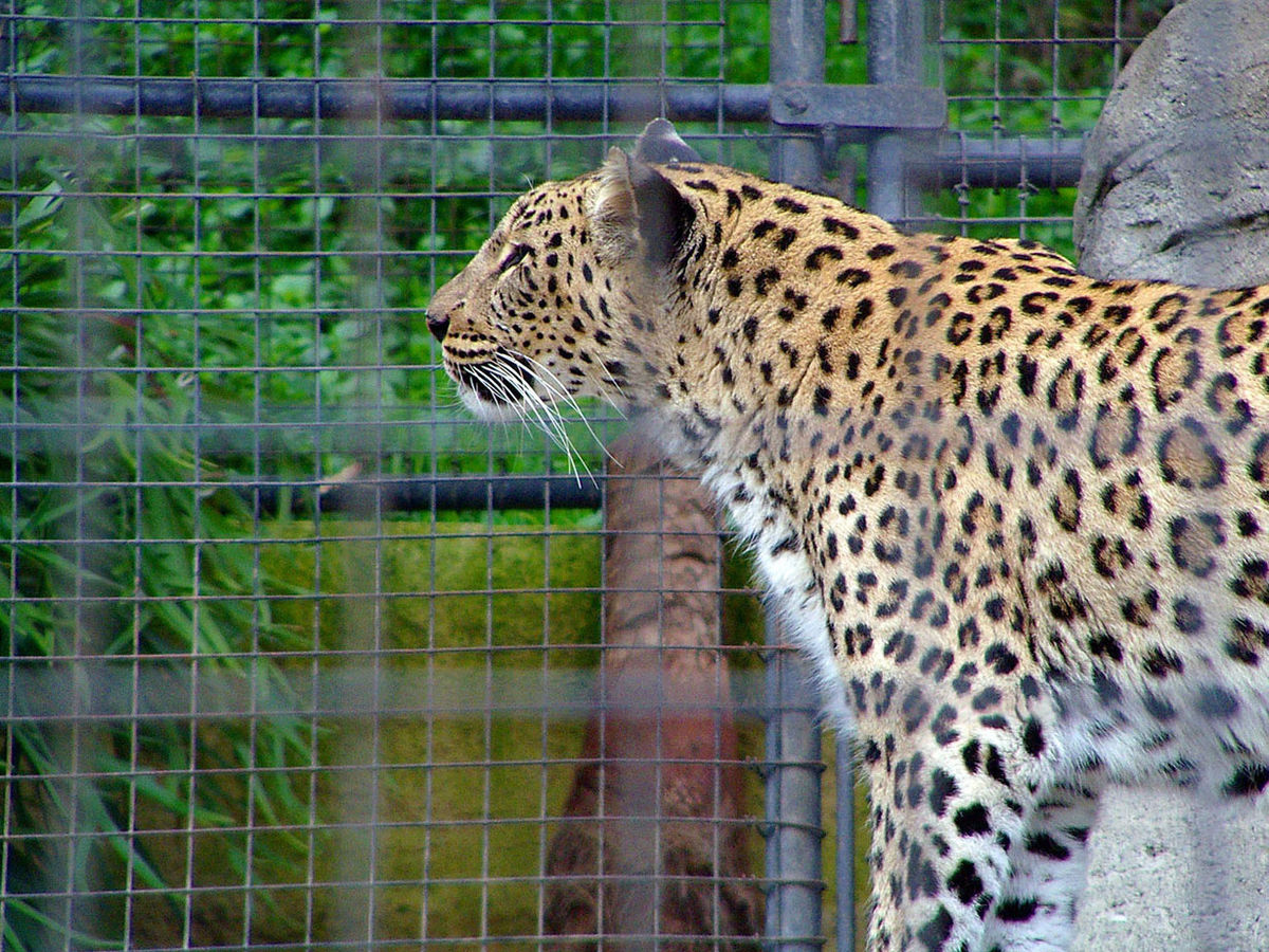 wallpapers What Color Is A Leopard