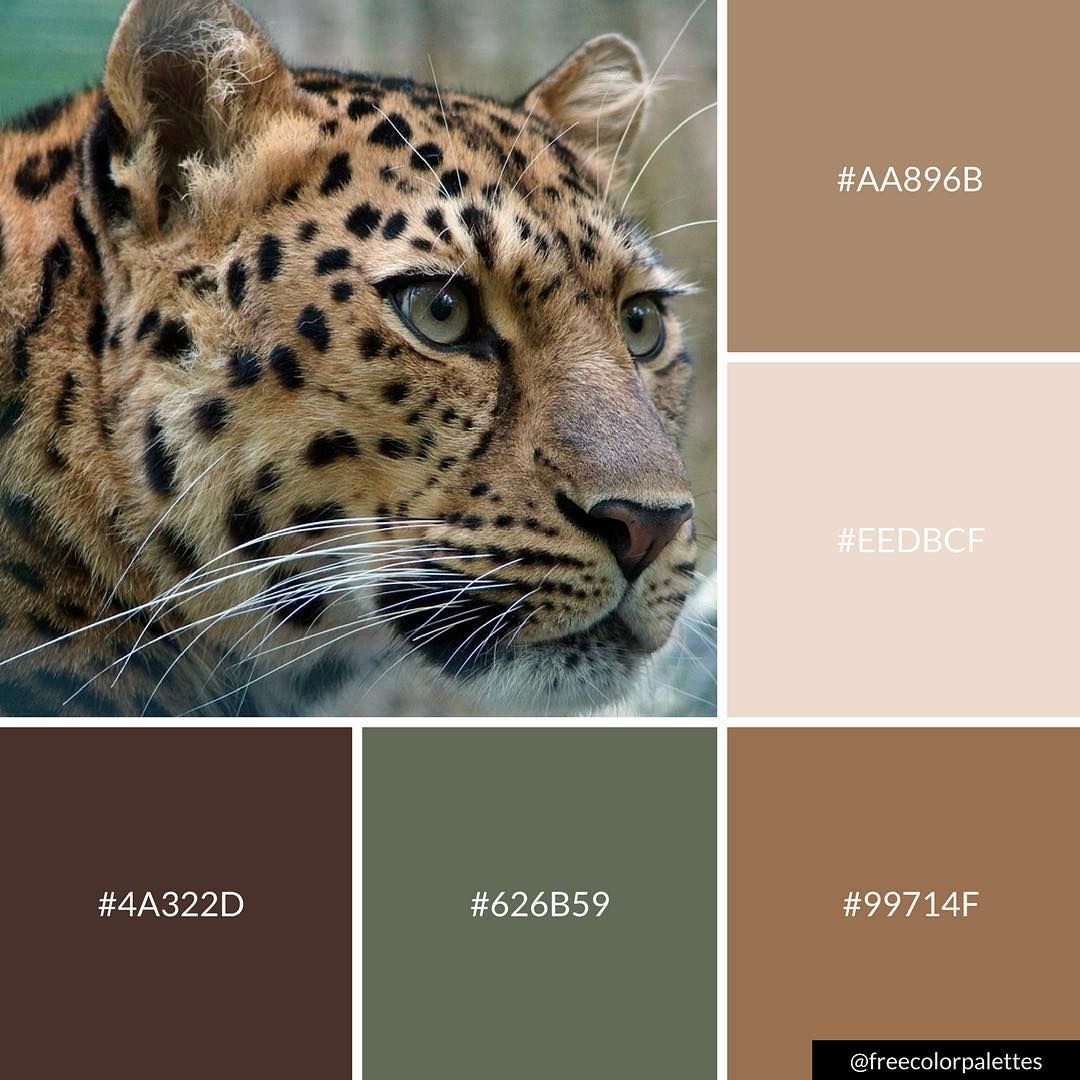 picture What Color Is A Leopard