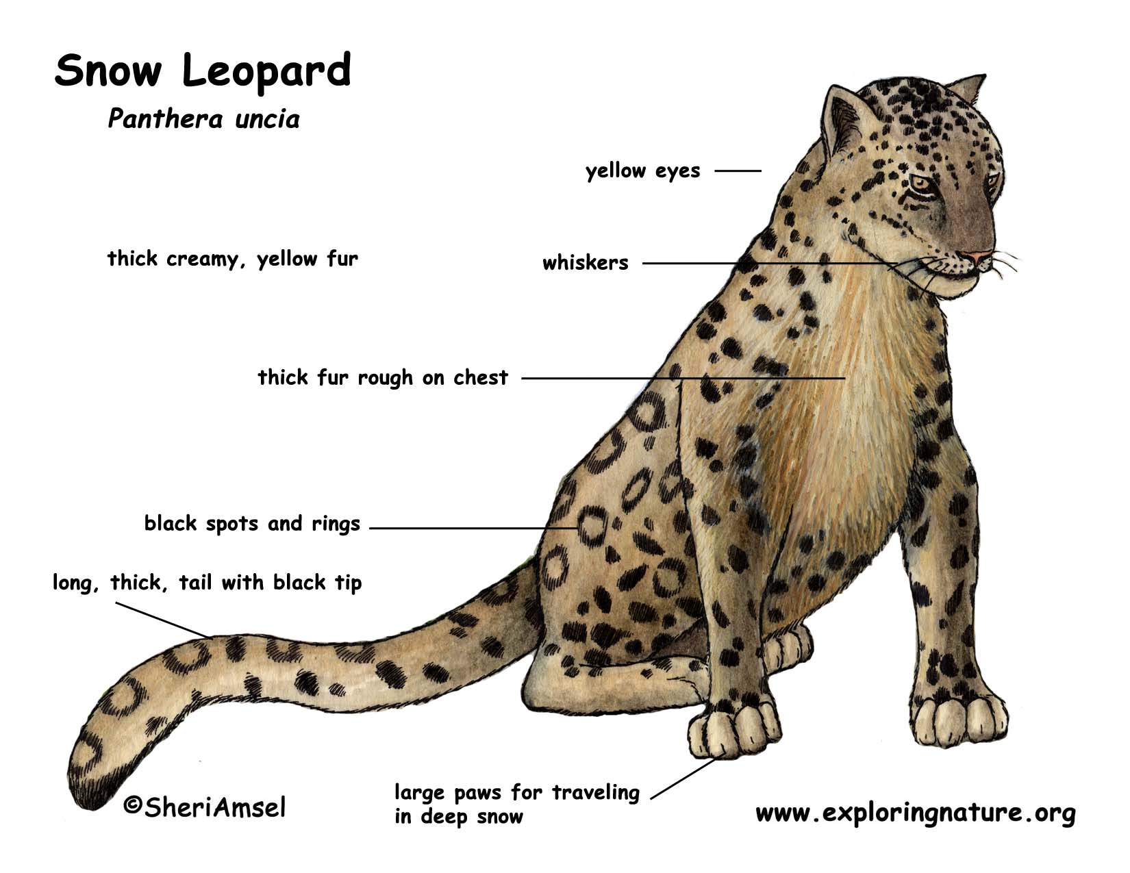 wallpapers What Color Is A Snow Leopard