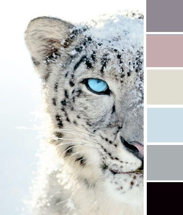 photo What Color Is A Snow Leopard