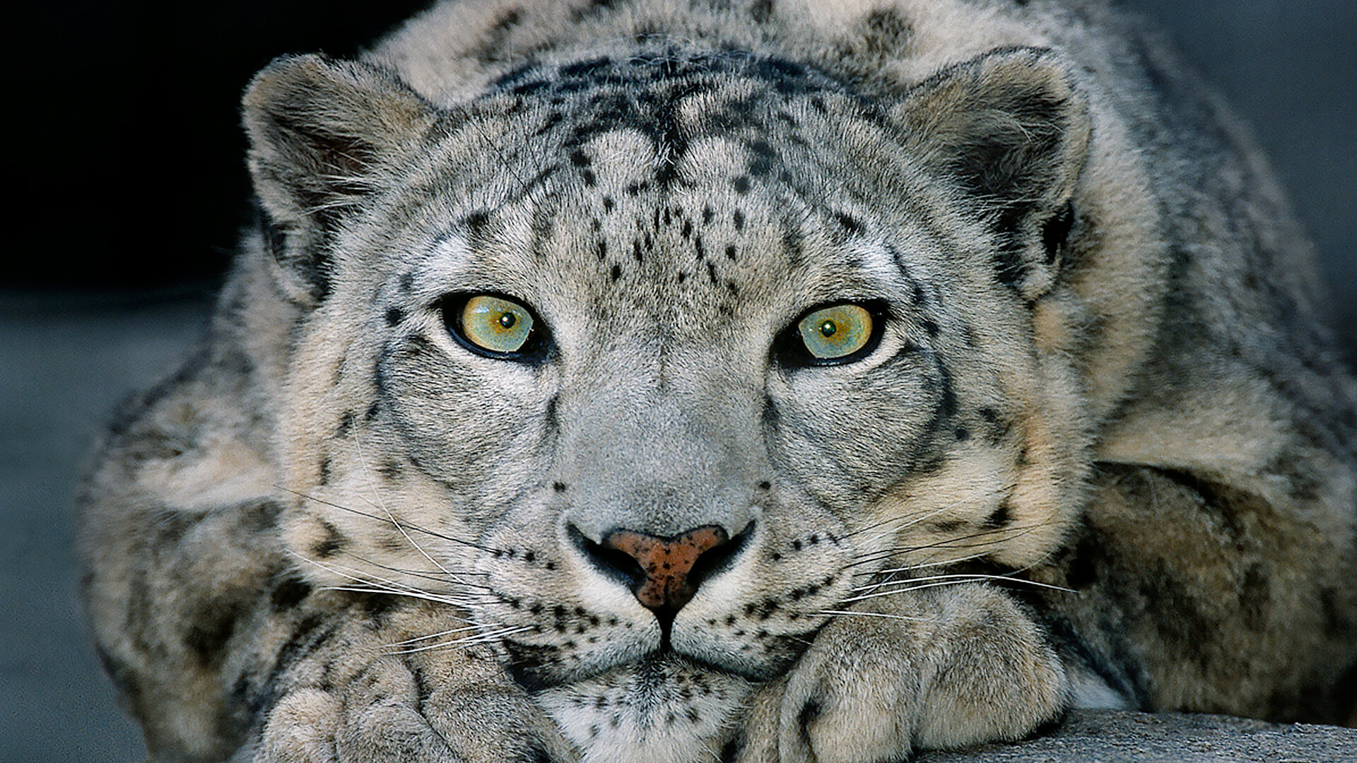 wallpapers What Color Is A Snow Leopard