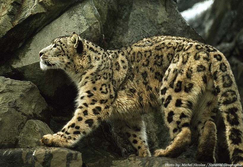 picture What Color Is A Snow Leopard