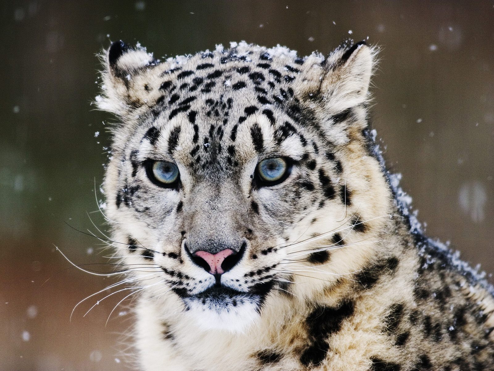 wallpapers What Color Is A Snow Leopard