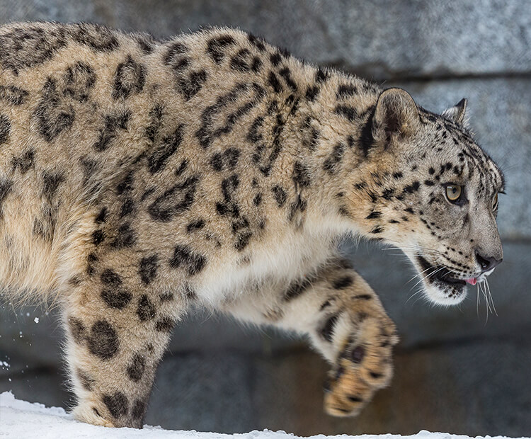 photo What Color Is A Snow Leopard